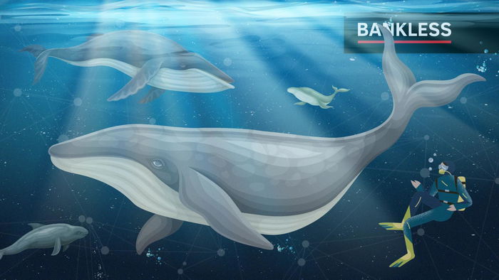 5 herramientas para la criptoobservación de ballenas