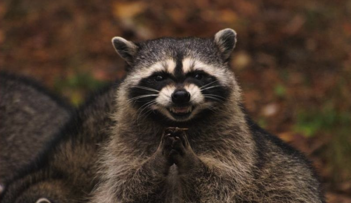 Carrera de la venganza de ETH