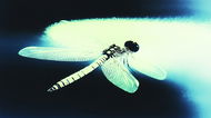 Les investisseurs de Dragonfly restent des cibles potentielles du ministère de la justice dans l'affaire Tornado Cash